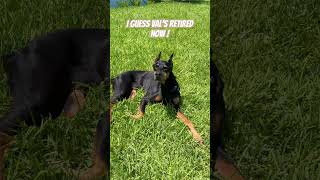 dobie dobermanpinschers dobielove doberman dobies dobermandog [upl. by Scotty]