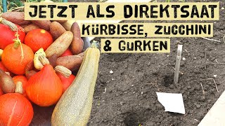 Kürbisse Zucchini und Gurken jetzt direkt ins Beet aussäen  Direktsaat Vorteile und Nachteile [upl. by Magbie]