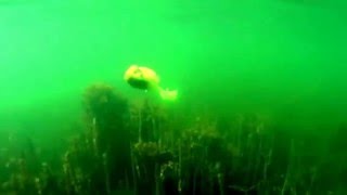 Miuras Mouse underwater footage [upl. by Rolat386]