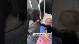 Sleeping in the horse trailer😴 shortsvideo horse pony equestrian [upl. by Mode]