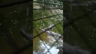 Crocodiles🐊wildlife zoo zoobicsafarifieldtrips [upl. by Bandeen]