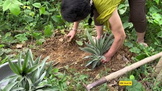 How To Plant Pineapples 🌲🍍🍍 BBC Earth VN plant pineapple farming [upl. by Ahsimrac]