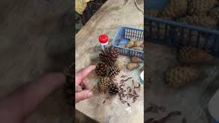 Extracting seeds from pine cones [upl. by Ellimac502]