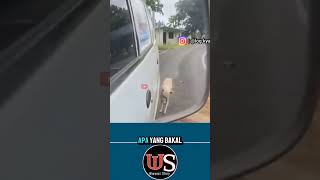 MALU GAK TUH‼️ DARI DULU KELAKUAN GAK BERUBAH ngakak [upl. by Waynant]