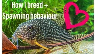 How I Breed Sterbai Corydoras  In Home Aquarium [upl. by Ainedrag]