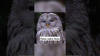 Fatos sobre Aves [upl. by Irem]