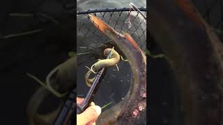 Removing parasitic lampreys from a fish [upl. by Enined]