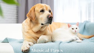 Soothing Lullabies for Cats and Dogs  Relaxing Music to Soothe and Comfort Pets and Help Calm [upl. by Verlie]