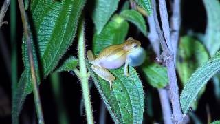 Dendropsophus minutus  Pinhalzinho SP [upl. by Ermengarde96]