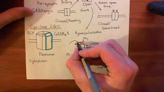 The GABAA Receptors and Epilepsy Part 2 [upl. by Platon]