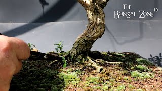 Pruning My African Style Serissa The Bonsai Zone May 2023 [upl. by Alcine]