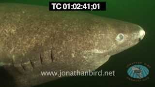 Greenland Sharks underwater stock video footage [upl. by Ardussi]