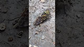 Noise Maker Cicadidae👉 sound producing insect😲 Subscribe👍 Share [upl. by Idnak371]