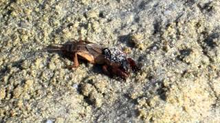 Mole cricket goes for a swim HD [upl. by Charmine400]