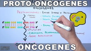 ProtoOncogenes and Oncogenes [upl. by Hilaire]