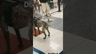 dog canine security sniff Dog stopping drugs [upl. by Grail]