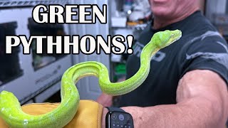 RAINSTORMS BEST BOA BREEDING TOOLS [upl. by Wendell]