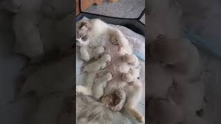 Momma cat feeds her babies🥰 [upl. by Halverson712]