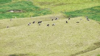 Cómo Implementar el Mejoramiento de Suelos en los Potreros  TvAgro por Juan Gonzalo Angel [upl. by Laryssa]