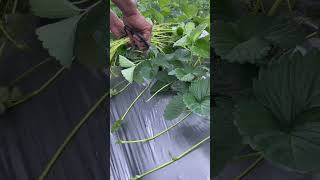 Pruning strawberry stolons is because it consumes the nutrients of the maternal parent strowberry [upl. by Ayadahs142]