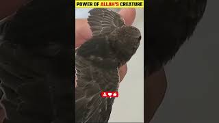 Power Of Allahs Creature [upl. by Nade]