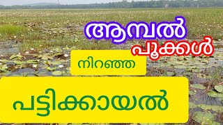 പാലക്കാട്‌ ജില്ലയിലെ രണ്ടാമത്തെ കായൽ [upl. by Nalod]