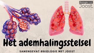 Het ademhalingsstelsel  Samenvatting [upl. by Ujawernalo]