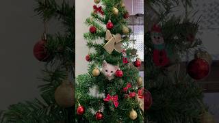 GATOS X ÁRVORE DE NATAL 🎄 DEU RUIM😹 gato gatos gatinho gatinhos gatosfofos gatobranco natal [upl. by Caprice200]