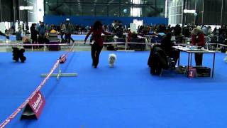 CACIB Brno Czech Republic 04022012 judge Jaroslava Ovesna CZ  poodle toy dogs cacib [upl. by Notned]