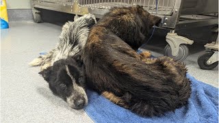 Animal control rescues 2 dogs found dying in a ditch The story of Starsky amp Hutch [upl. by Bloomer]