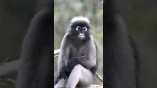 Dusky Leaf Monkey [upl. by Fleisher]