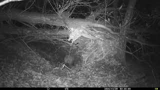 Wild boar Sus Scrofa at Waterhole in Chestnut Forest  Alps Conifer and Mixed Forest [upl. by Hutson]