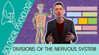 Divisions of the Nervous System  Biological Psychology AQA ALevel [upl. by Mildred]