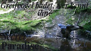 Habicht oder Bussard Greifvogel badet wer kennt ihn wildlife trailcamera wildkamera [upl. by Mixam]