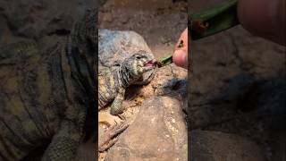 Uromastyx Handfeeding petlizard uromastyx feeding cute [upl. by Akihdar]