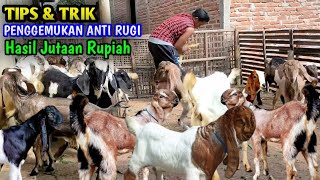 TIPS CARA PENGGEMUKAN AGAR KAMBING CEPAT GEMUK DAN BESAR [upl. by Abigale]