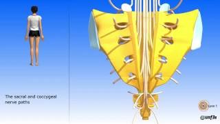 The pelvis sacrum coccyx Sacral and coccygeal nerve paths [upl. by Orlov]