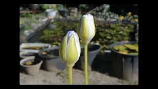 Nymphaea Gigantea Albert de Lestang 熱帯スイレン ギガンティア アルバート･デ･レスタングの開花動画 [upl. by Stiruc]