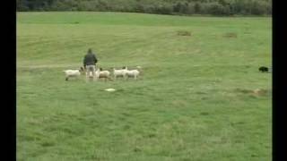 English National Sheepdog Trials 2007  John Wood [upl. by Odlavu282]