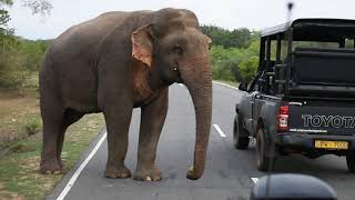 Wild elephant waiting for food [upl. by Meingolda]