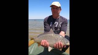 Bloemhof Dam Carp Fishing Highlights 2 shorts carpfishing bigcarp carp fishing fyp [upl. by Knoll332]