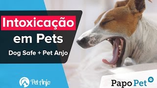 Intoxicação em Pets Dog Safe  Pet Anjo  Papo Pet por Pet Anjo [upl. by Mellicent]