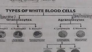 Biology Cerculatory systemntpc sciencegroup drailwaygroup d science practice set ntpc prepara [upl. by Langille]