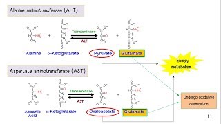 Amino Acid Metabolism [upl. by Golliner915]