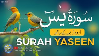 Surah Yaseen  Yasin Tarjuma ke sath  Tilawat  Episode 135  Quran with Urdu Translation [upl. by Milo]