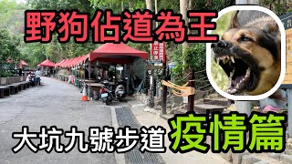 大坑九號步道 疫情篇 野狗佔道為王 [upl. by Mabelle]