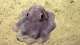 Dumbo Octopus in Action  Nautilus Live [upl. by Sorel]