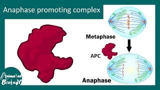 Anaphase Promoting Complex in cell cycle regulation [upl. by Margetts]