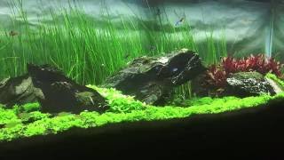 New Iwagumi Aquascape Underpass  2 Months [upl. by Eidnyl559]