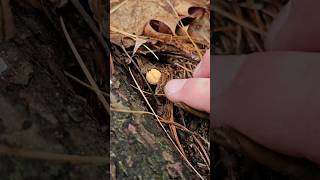 First Chanterelle Pins of 2024 in Hallowell Maine [upl. by Atinaw]